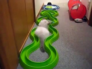 Котенок играет возле турбо трека