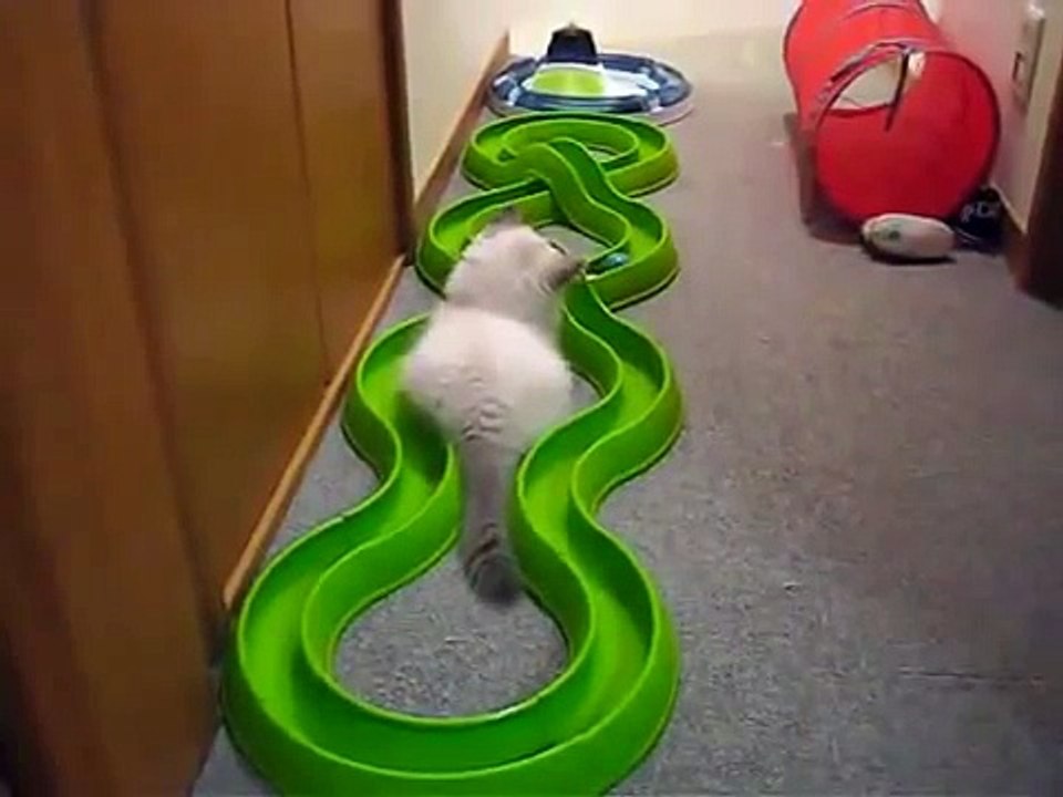 Котенок играет возле турбо трека