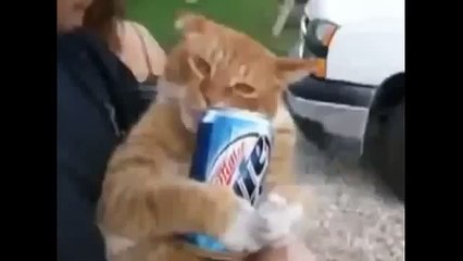 Коты под валерьянкой СУПЕР ПРИКОЛЫ