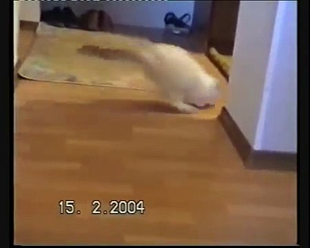 Кошка играет с мышкой в кошки мышки