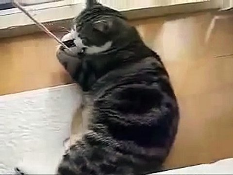 Кот Мару мочит приколы