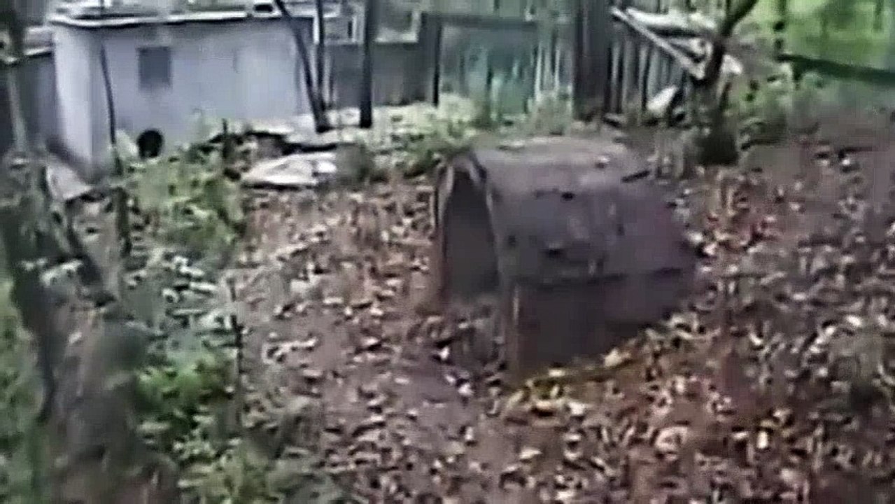 Terrified pandas panic as earthquake hits China: CCTV  Historical Earthquakes