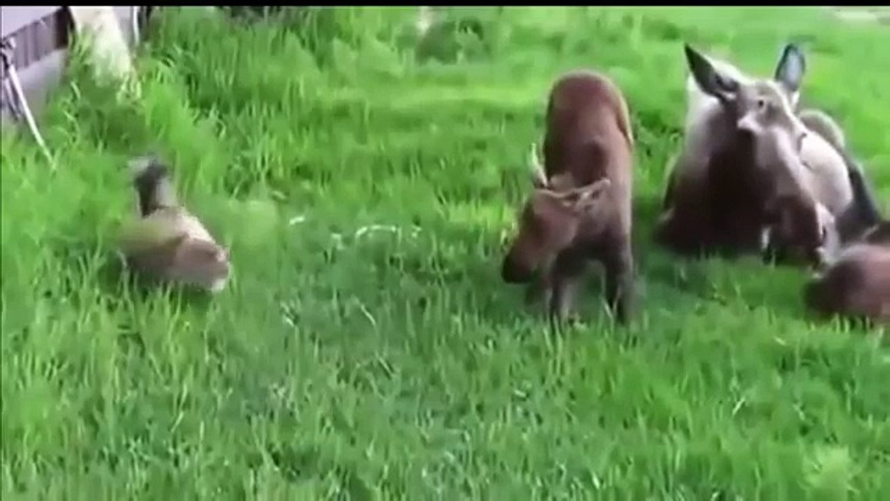 Best funny Cat Videos 2016 Try not to Laugh | Funny Cats Videos Compilation (Funny Videos 720p)