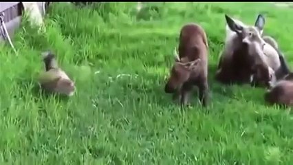 Best funny Cat Videos 2016 Try not to Laugh | Funny Cats Videos Compilation (Funny Videos 720p)