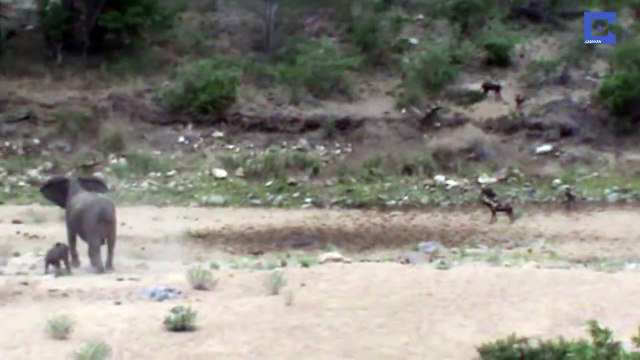 Elephants Protect ChildFrom Wild Dogs