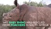 This Baby Rhino Was Rescued From Poachers In South Africa