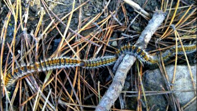 D!CI TV: prudence, les chenilles processionnaires sont de retour dans les Hautes-Alpes et l'Ubaye
