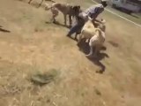 saf kangallar kapışıyor