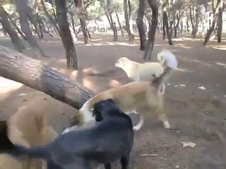 Türkiyenin en büyük Sokak Köpeği Çetesi