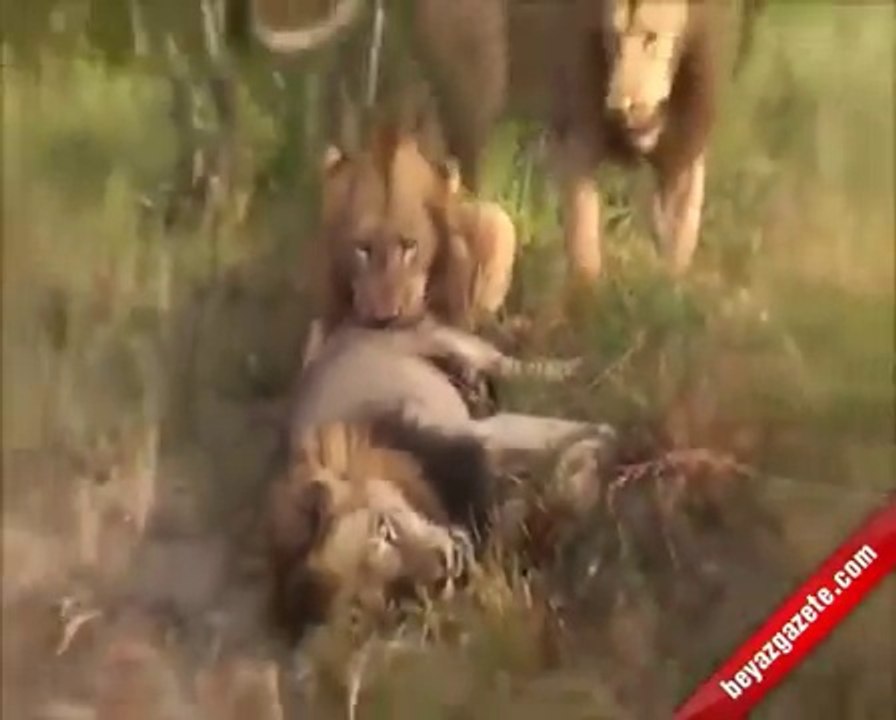 Erkek Aslanların Ölümcül Kavgası