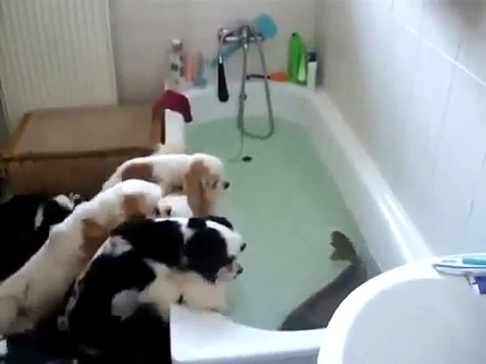 Ölen Hamile Köpekbalığına Doğum Yaptıran Adam