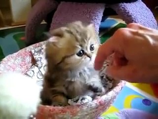 Dünyaca ünlü İran kedisinin şeker videosu...