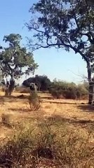 Vahşi Fil Turist Kızlara Saldırırsa