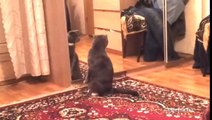Cat realizes that he's a CAT
