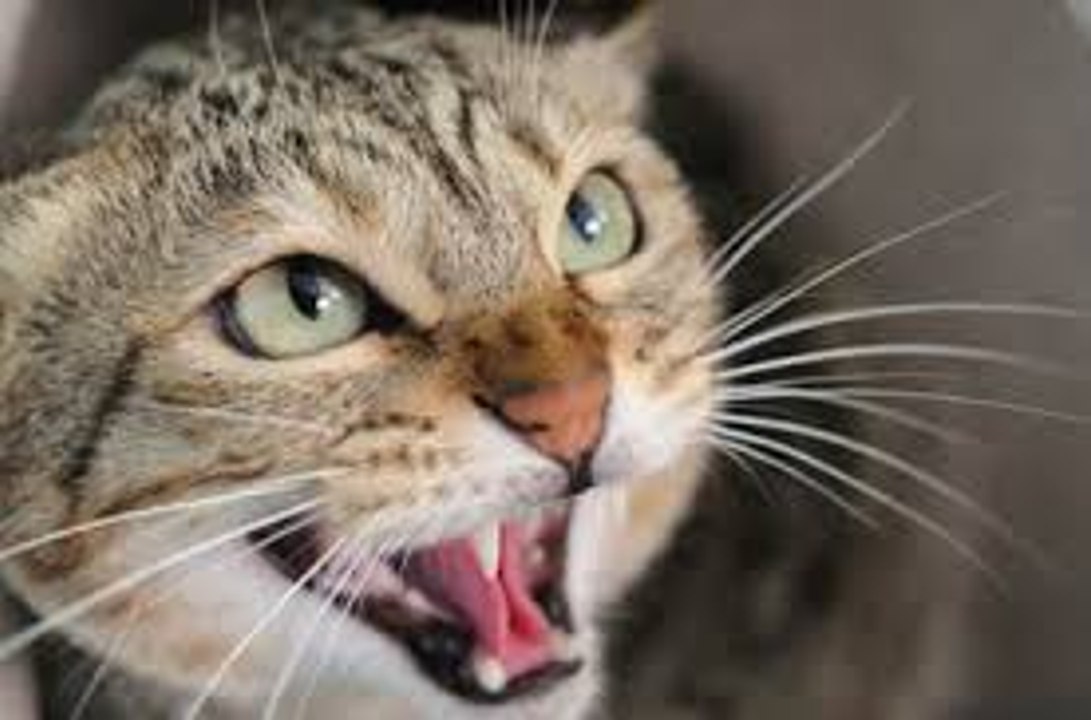When Cats Attack
