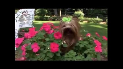How To Get Your Parents To Get You A Dog (Yorkshire Terrier) 99.9% Gaurantee