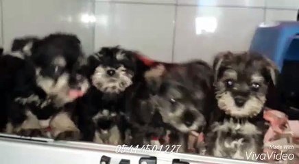 miniatura schnauzer 05414501227