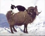 Hayvanlar Alemi - Koçun Üstünde Kaçak Seyahat Eden Kedi _)
