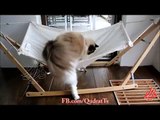 Cat Finally Masters the Hammock After Initial Struggles.mp4.h264_720p