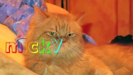 How To Convince Your Parents To Get You A Dog