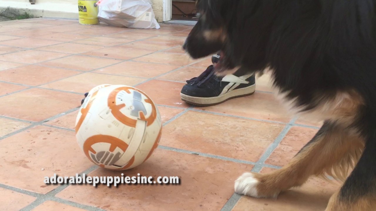 Dog vs BB8