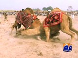 Camel fights in Bahawalpur