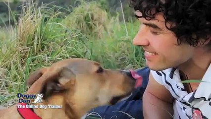Interview with Doggy Dan, The Online Dog Trainer