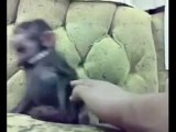 Maymun Gülüşü İzle Çok Komik