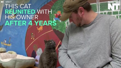 Cat Reunites With Owner After 4 Years