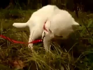 Acı biber yiyen kedinin komik ifadesi _)