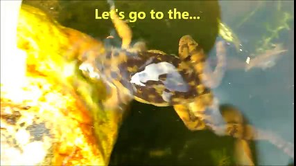 MATING FROGS ★ Party Animals - الحيوانات الجنس
