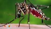 Zika virus infection_ woman returning to Texas from El Salvador confirmed positive - TomoNews