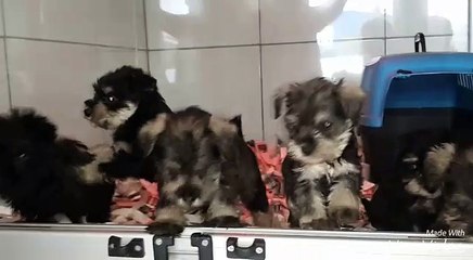 satılık minyatur schnauzer 05414501227