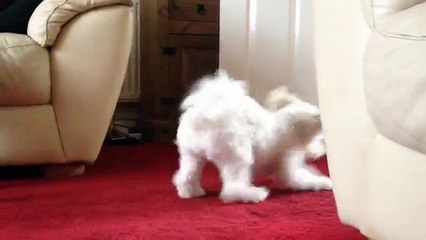 Missy my bichon frise