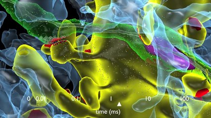 How Synapses Work