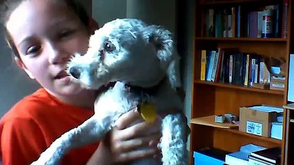 My cute Bichon Frise