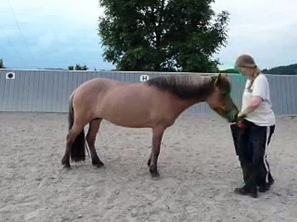 Clickertraining mit Hylling 53