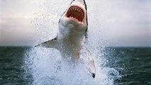 Wild Discovery animals Australias Deadliest Shark Coast Discovery channel documentary fil