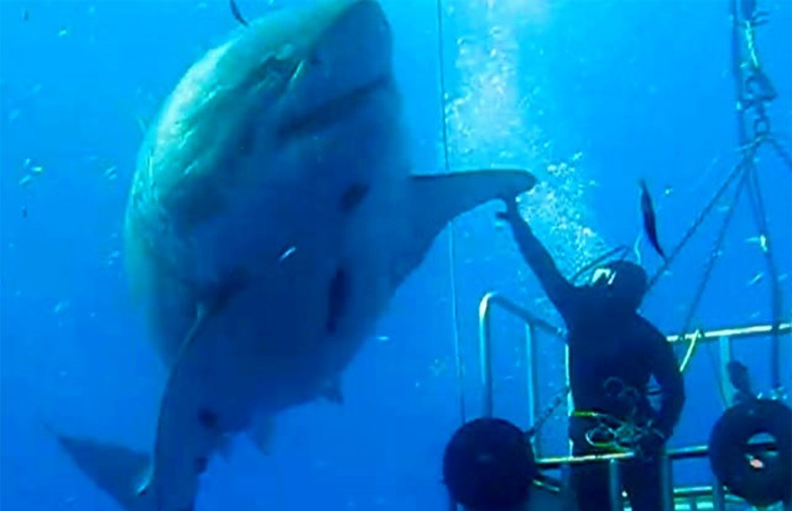 Largest Great White Shark Ever Recorded