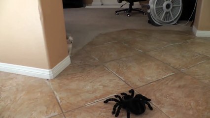 Ce maître est tout étonné de voir la fin de ce combat ente son chat et une araignée
