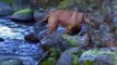 Dogs catch huge salmon Dogs Take to Fishing Like Ducks to Water
