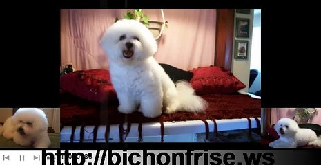 My Bichon Frise Dogs