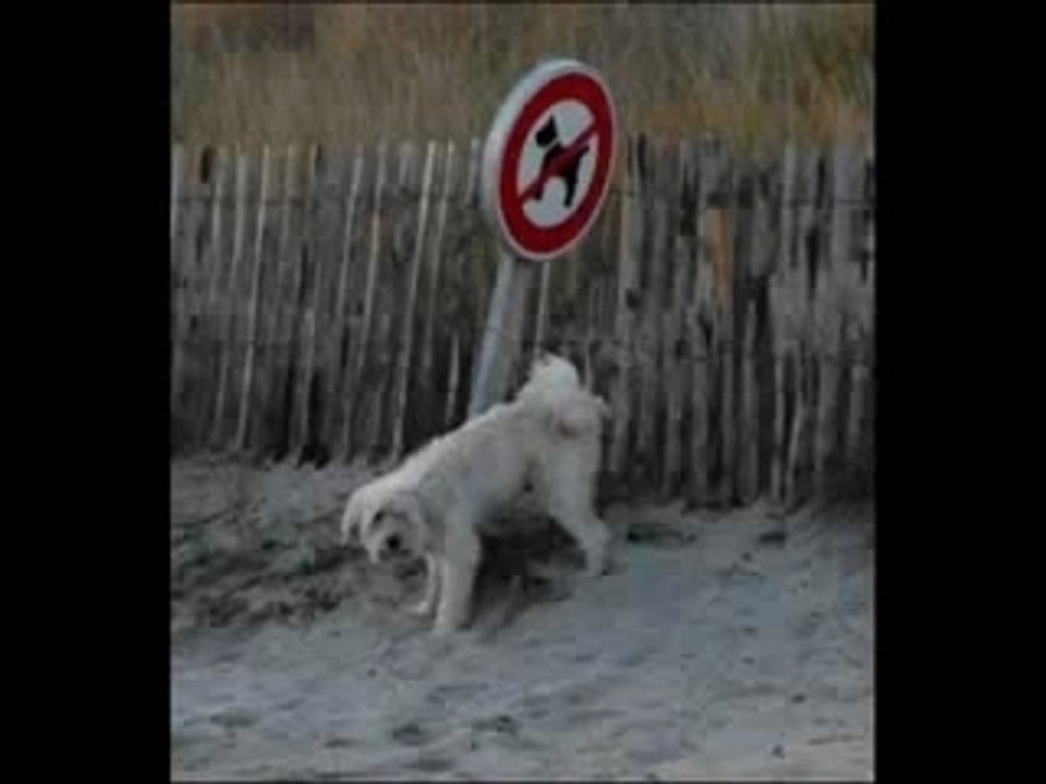 Fatal Bazooka - Chienne de vie