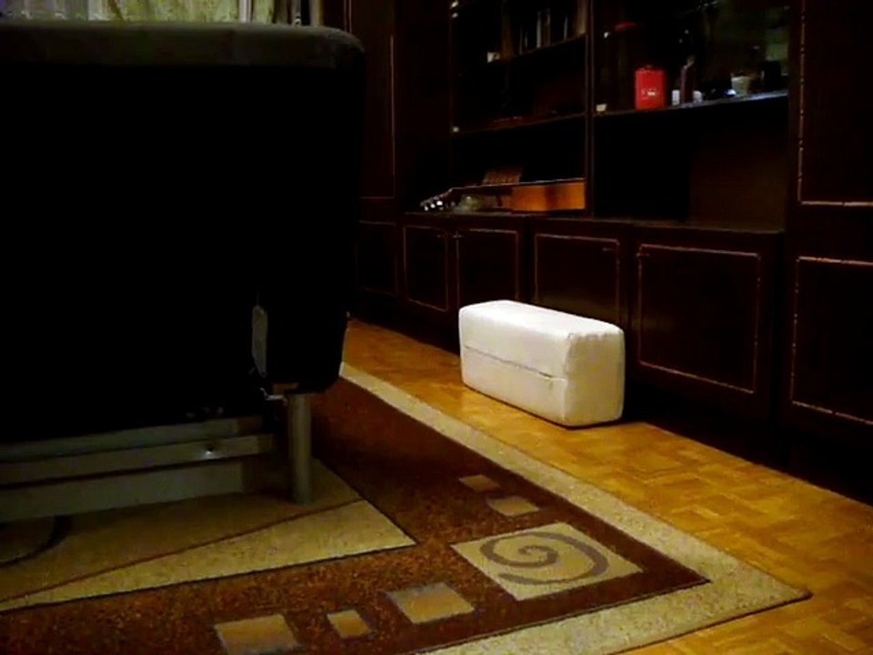 Funny cat Timka wanna be a dog wow