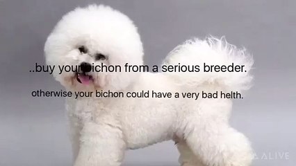 Bichon frise facts