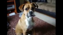 Funny Cat Videos, Funny Dog Videos, Best Funny Animals 20142