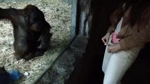 Ha Ha Ha What This Girl Showing To Monkey ?-Top Funny Videos-Top Prank Videos-Top Vines Videos-Viral
