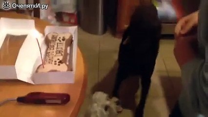 С днём рождения, собачка! СУПЕР ПОЗИТИВ!!!