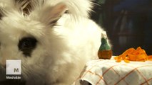 4 classic romantic film scenes recreated by rabbits for your Valentine’s Day binge (all the feels)