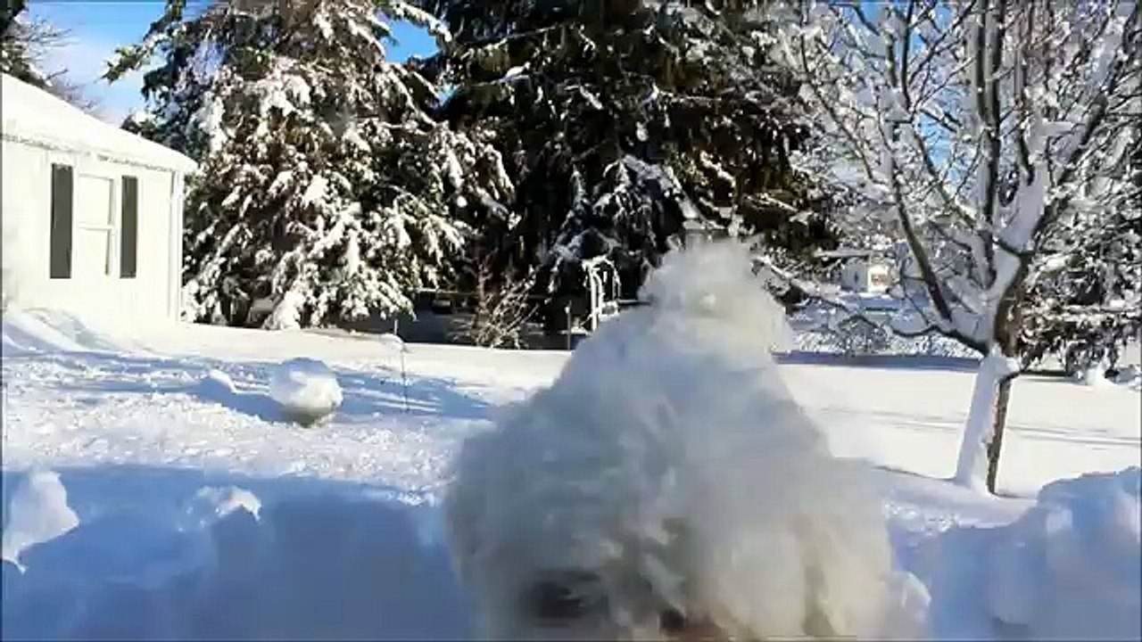 Bichon Frise Plays In The Snow (Taken With Cano...